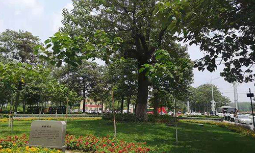 1608884072927500.jpg 焦桐广场-500.jpg