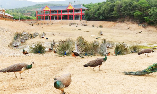 1608885733958795.jpg 丹江七彩孔雀谷-500.jpg