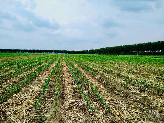 △秸秆留在农田不仅能保持土壤水分、提高地力，而且解决了秸秆焚烧导致的环境问题。（资料图）