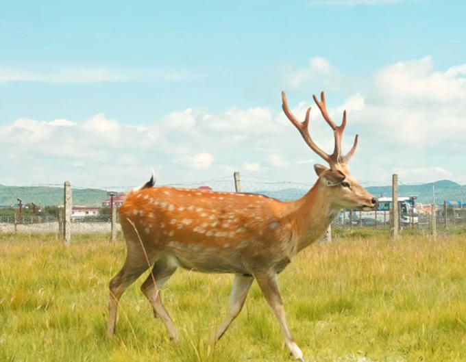 1758673490180788.jpg 雅克鹿之谷.jpg