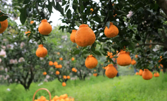 1760226102273174.jpg 蒲江县鹤山街道狮子树村“两个替代”县级示范基地.jpg