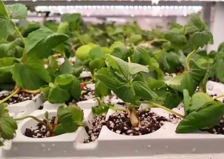 温江植物工厂.jpg