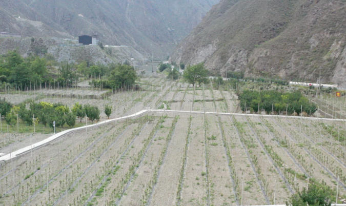 1786493753233689.jpg 色尔古三家园水果栽培示范基地.jpg